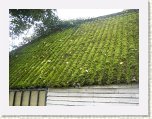 1149-Mossy Roof * 800 x 600 * (130KB)